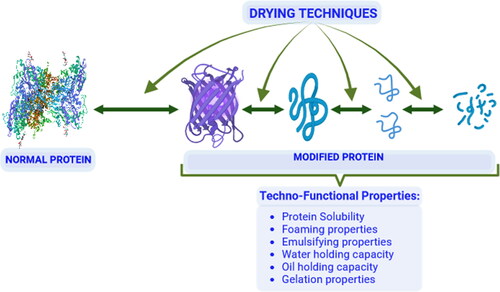 Figure 1. Impact of drying techniques on techno-functional properties of proteins.