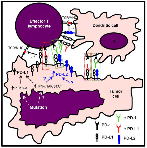 Figure 1 Modulation of the immune inhibitory PD-1/PD-L1 axis for anticancer treatment using monoclonal antibodies.