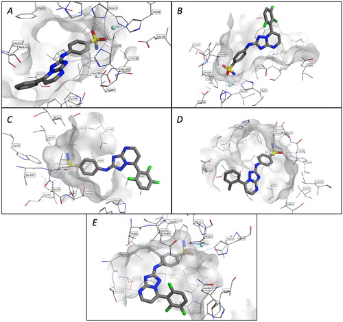 Figure 2. Binding mode of compound 1a in the active site of CA isoforms I (A). Binding modes of compound 1j in the active site of CA isoforms II (B), IV(C), and XII (E). Binding mode of compound 1v in the active site of CA isoforms IX (D).