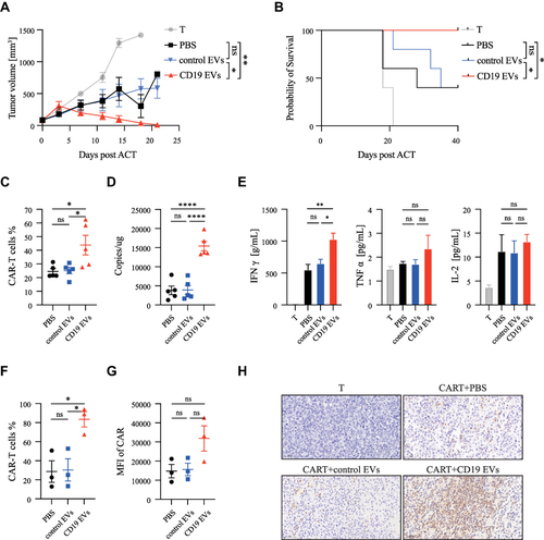 Figure 5 CD19 EVs primed CAR-T cells exhibit enhanced proliferation and anti-tumor activity in vivo. (A) Tumor growth and (B) survival of Raji tumor-bearing mice (n = 5 animals per group) treated with 1×106 CAR-T cells primed with PBS, control EVs or CD19 EVs for 72 h. (C) Proportion of CAR-T cells and (D) CAR transgene copy number in peripheral blood on day 9 after ACT. (E) Cytokine serum levels on day 3 after adoptive T cell transfer (ACT). (F–H) on day 4 after ACT, (F) Proportion and (G) CAR MFI of CAR-T cells in the tumors analyzed by flow cytometry. (H) CD3+T cell infiltration into the tumors analyzed by IHC (n = 3 animals per group). Scale bars, 50 μm. *P < 0.05, **P < 0.01, ****P < 0.0001.