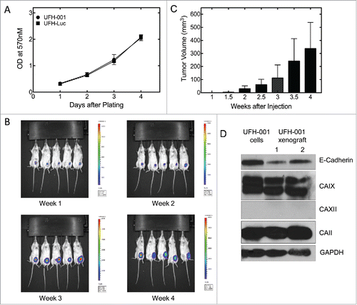 Figure 7. Tumorigenicity of UFH-001 cells in NOD/SCID mice. Panel A. UFH-001 and UFH-Luc cells were grown in culture for four days. At each day an MTT assay was performed to evaluate cell proliferation. Panel B. UF-Luc cells were orthotopically implanted (3 × 105 cells) into the first mammary gland of NOD/SCID mice, and evaluated by in vivo (see Materials and Methods). Panel C. Tumor size was quantified by calculating tumor volume twice a week after the injection of UFH-Luc cells. Luminescence followed similar trends as tumor volume except at 4 weeks where there was central necrosis that reduced luminescent readings (data not shown). Panel D. Samples of UFH-001 cells and tissue from UFH-Luc generated tumors were compared by western blotting.