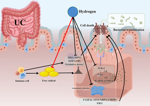 Figure 1 Hydrogen maintains an anaerobic environment in the intestine and reduces oxidative damage via selective antioxidant effects. Hydrogen functions by reducing excessive free radicals produced by immune cells, which regulates the balance of oxidative stress. It also regulates endoplasmic reticulum stress and inflammation via the TLR-4/MyD88/NF-κB signaling pathway to ultimately protect the intestinal barrier and maintain a balanced gut microbiota. By Figdraw.