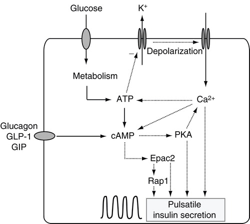 Figure 1. Cyclic AMP signaling in insulin secretion. Schematic drawing of a β-cell and the involvement of cAMP in insulin secretion stimulated by glucose and amplified by hormones. Glucose metabolism generates ATP, which inhibits ATP-sensitive K+ channels and causes voltage-dependent Ca2+ influx. Elevation of [Ca2+]i triggers exocytotic release of insulin granules. ATP also promotes formation of cAMP, which amplifies secretion via Epac2 and protein kinase A (PKA). Activation of Gs-coupled receptors by e.g. glucagon, GLP-1, or GIP leads to cAMP formation and enhancement of insulin release. Cyclic variations in metabolism, [Ca2+]i and cAMP concentration caused by incompletely understood feedback circuits result in pulsatile insulin secretion.