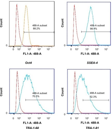 Figure 7 Flow cytometric analysis of the indicated markers in iPSCs.