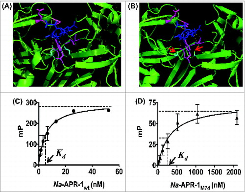 Figure 4. Assessing the binding interaction of Na-APR-1 and pepstatin A. Models of pepstatin A docked within the active site of (A) Na-APR-1 wt or (B) Na-APR-1M74 was modeled on human cathepsin D complexed with pepstatin A using MODELLER 23, 24. In each model, pepstatin A (blue) is shown interacting with amino acid side chains lining the binding pocket (magenta). Hydrogen bonds are represented as yellow dotted lines and, in (A), mediate the interaction of pepstatin A with the 2 active site aspartic acids (cyan). In (B), note the absence of hydrogen bond formation between pepstatin A and the cyan residues (red arrows), which have been mutated from aspartic acids to alanines. Figures were generated using the PyMOL Molecular Graphics System, Version 1.5.0.4 (Schrodinger, LLC). The interaction between (C) Na-APR-1 wt or (D) Na-APR-1M74 and BODIPY FL-pepstatin A (4 nM) was assessed by fluorescence polarization. Equal amounts of BSA were used as negative controls for each reaction and these "background" mP values have been subtracted. Each data point represents the average of 10 mp values calculated every minute for the first 10 min of each assay. Millipolarization values plateau in the presence of Na-APR-1wt amounts higher than 52 nM (A) and Na-APR-1M74 amounts higher than 2083 nM (B) and so were not included.