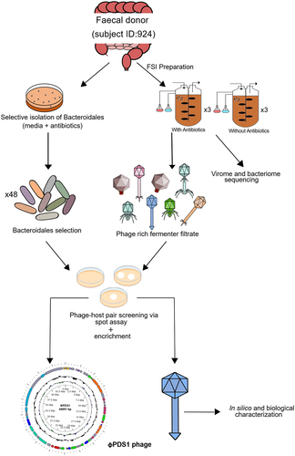 Figure 1. Schematic overview of the key experimental steps carried out to screen for novel phage-host pairs targeting Bacteroidales order bacteria.