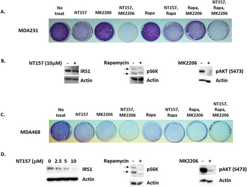 Figure 6. Inhibitors of IRS1, AKT, and mTORC1 reduce viability in TNBC cells