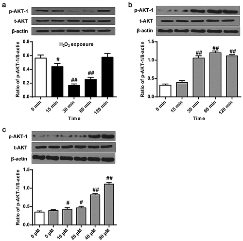 Figure 3. Phillyrin promoted Akt-1 phosphorylation in primary neurons. (a) Western blot showing (a) the effects of H2O2 (100 μM) at different treatment time on Akt and p-Akt-1 levels, (b) the effects of phillyrin at different treatment time on Akt and p-Akt-1 levels in H2O2-treated rat cortical neurons, and (c) the effects of phillyrin at different concentrations on Akt and p-Akt-1 levels in H2O2-treated rat cortical neurons. Note: n = 6; #P < 0.05 and ##P < 0.01 compared with control group.