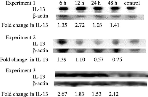 Figure 4. Time-course of changes in anti-inflammatory IL-13 in mouse serum. Results from three separate experiments. The primary antibody for IL-13 was specific to mouse IL-13 and did not cross react with other mouse cytokines.