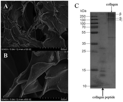 FIGURE 1 Structure of collagen and molecular weight of collagen and collagen peptide.
