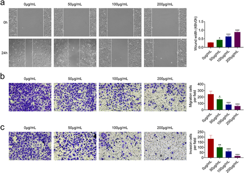 Figure 2. AcRoots suppressed cell migration invasion of hypopharyngeal carcinoma.