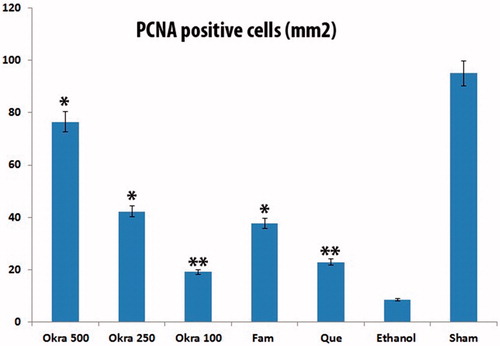 Figure 5. PCNA positive cells distribution. PCNA positive cell density less ethanol group; particularly in okra 500 group it was significantly increased in all treatment groups. *: p < 0.001; Compared with ethanol group; **: p < 0.05 Compared with ethanol group. One-way ANOVA and Tukey?s post test.