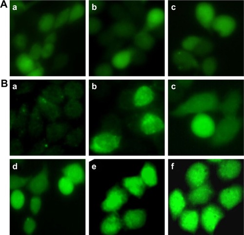Figure 9 The ROS generation in (A) 3T3 cells and (B) HeLa cells exposed to different samples: (A-a) blank control, (A-b) 70 µmol/L of FMN, and (A-c) 70 µmol/L of MWCNT-FMN; (B-a) blank control, (B-b) positive control, (B-c, d) 35 and 70 µmol/L of FMN, (B-e, f) 35 and 70 µmol/L of MWCNT-FMN.