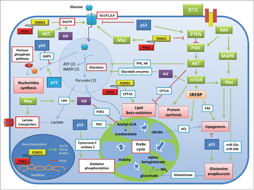 Figure 3. Molecular signatures influencing the metabolism in cancer and RMS cells. The cartoon depicts the molecular effectors that in cancer cells increase the glucose uptake and glycolytic consumption, nucleotide synthesis, lipogenesis, protein synthesis and glutamine anapleurosis. As observed in different tumors, RMS subsets share many of these molecular hallmarks; moreover, the more aggressive fusion-positive RMS express the Pax3-Foxo1 oncoprotein, which is actively involved in the transcription of different targets, including metabolic genes such as GLUT4 and CPT1A. In addition, Pax3-Foxo1 increases the expression of N-Myc and decreases that of PTEN. Thin arrows indicate the interconversion occurring between organic substrates, whereas thick arrows indicate the activating (in green) or inhibitory (in red) actions of the protein effectors on different processes through enzymes (blue box outlined) or transporters (red box outlined). Abbreviations: ACL, ATP citrate lyase; CPT1A, carnitine palmitoyl transferase 1A; FAS, fatty acid synthase; GLUTs, GLUT transporters; G6PD, glucose-6-phosphate dehydrogenase; HIF, hypoxia inducible factor; HK, glycolytic hexokinase; LDH, lactate dehydrogenase; MAPK, mitogen activated protein kinase; PDC, pyruvate dehydrogenase complex; PDK1, pyruvate dehydrogenase kinase isozyme 1; PFK, phosphofructokinase; PI3K, phosphatidylinositol-3-kinases; mTOR, mammalian target of rapamycin; RTK, tyrosine kinase receptors; PTEN, phosphate and tensin homolog deleted on chromosome 10; SREBPs, Sterol Regulatory Element-Binding Proteins.