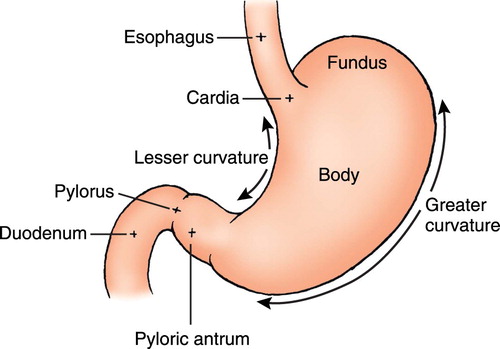 Figure 1. Divisions of the stomach (Wilson and Stevenson Citation2007).