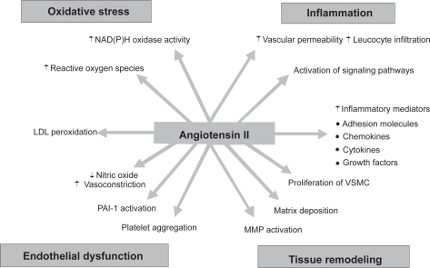 Figure 3 Effects of angiotensin II on vascular cellular biology.