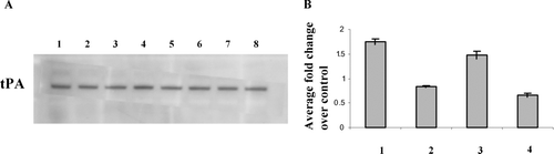 FIG. 4  (A) Western blot of immunoreactive tPA in heart tissue extracts. Lanes 1, 3, 5, and 7 represent 6 wk smoke, 6 wk smoke + 6 wk break, 12 wk smoke, and 12 wk smoke + 6 wk smoke. Lanes 2, 4, 6, and 8 represent matched controls. (B) Total tPA activity present in heart tissue extracts. Data shown as fold change over matched controls:1, 6 wk smoke; 2, 6 wk smoke + 6 wk break; 3, 12 wk smoke; 4, 12 wk smoke + 6 wk break.