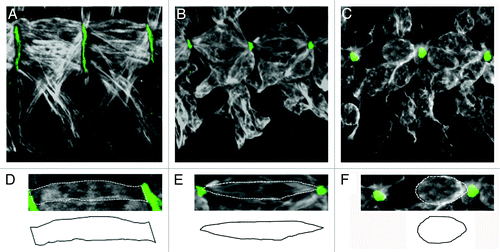 Figure 2. Loss of DIM-7 results in smaller attachment sites and detached muscles. (A–F) Two hemi-segments of the ventral-lateral musculature are stained with anti-Tropomyosin (white) and anti-Tig (green) to illustrate the space between the muscle and tendon cell. (A and D) In wild-type embryos, rectangular muscles that fully extend between their presumptive attachment sites have broad, flat edges at the ends of the myofibers (D). (B, C, E and F) Two distinct phenotypes are observed in msk mutant embryos. (B and E) In embryos that exhibit minor muscle attachment defects, the muscles have a pointed morphology at the ends of the myofibers (E) and lose the ability to maintain a broad attachment site. (C and F) Further weakening of this muscle-tendon attachment site results in severe muscle detachment, where muscles have completely pulled away from the ECM and appear rounded up upon muscle contraction (F). Anterior is left and dorsal is up.