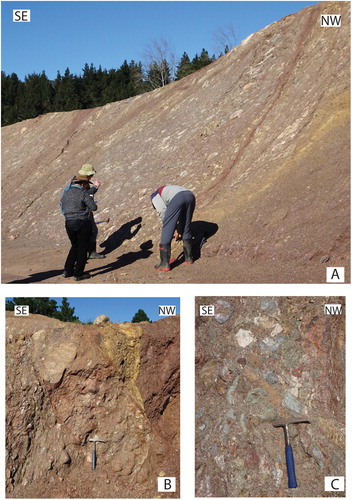 Figure 6. Bishopdale Conglomerate in the Bishopdale subdivision, Nelson City. A, Steeply SE-dipping slivers of tectonically stretched clasts in red shaly matrix. B, Fabric of tectonically stretched clasts truncated by shear zones. C, Detail (see hammer for scale) of small-scale shear zones and gouges within the deformed unit. Sites of A, B, C are in close proximity, near location NZTM2000 1622230E 5427880N (shown by the black square labelled 6 in Figure 3). These outcrops have now been obliterated by urban development.