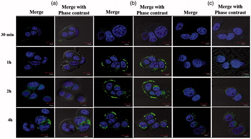Figure 7. Confocal images show the uptake of LC liposomes encapsulating fluorescent si-RNA at various time points by MCF-7 cells. Panel a illustrates the uptake of LC liposomes; Panel b illustrates the cell uptake of LC immunoliposomes intervals and Panel c illustrates the uptake of LC immunoliposomes by MCF-7 cells that have been pre-incubated with anti-EpCAM [Nucleolus: Blue (Hoechst), si-RNA: Green (Alexa flour488)].