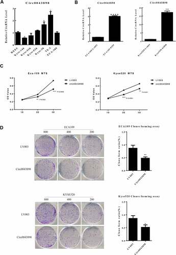 Figure 5. Validation of the capacity of cell proliferation in ECA-109 and Kyse-520 cells. A. The expression level of circ0043898 within different cell lines. B. The performance of the overexpression vector of circ0043898 in ECA-109 and Kyse-520 cells. C. MTS assay determined the capacity of cell proliferation in ECA-109 and Kyse-520 cells. D. Cell colony formation assay proved that circ0043898 can inhibit cell proliferation of ECA-109 and Kyse-520 cells.