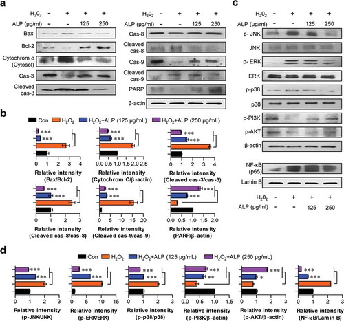 Figure 4. Roles of ALP against H2O2-induced neurotoxicity signaling, MAPKs, NF-κB, and PI3K/AKT pathways in HT22 cells.