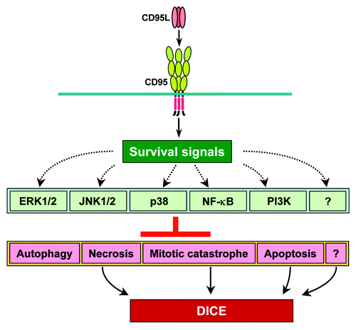 Figure 1. Model of how CD95 protects cancer cells from cell death. CD95 acts as a lynchpin to ensure a low level of signaling through multiple survival pathways. When either CD95 or CD95L is eliminated, cancer cells undergo DICE by activating multiple cell death pathways.