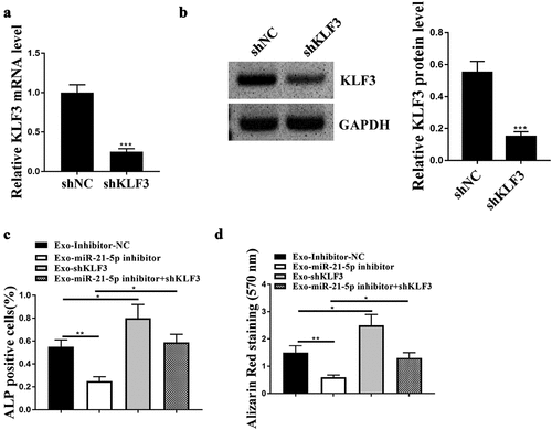 Figure 5. KLF3 mediated the impacts of miR-21-5p on the activities of hFOB1.19 cells. (a and b) Relative mRNA (a) and protein (b) expression level of KLF3 in hFOB1.19 cells after treating with BMSCs-Exo sh-KLF3. (c and d) Alkaline phosphatase (ALP) staining (c) and osteoblastic differentiation (d) of hFOB1.19 cells after co-treated with BMSCs-derived exosomes (Exos) carrying miR-21-5p inhibitor and sh-KLF3. * p < 0.05, ** p < 0.01, *** p < 0.001.
