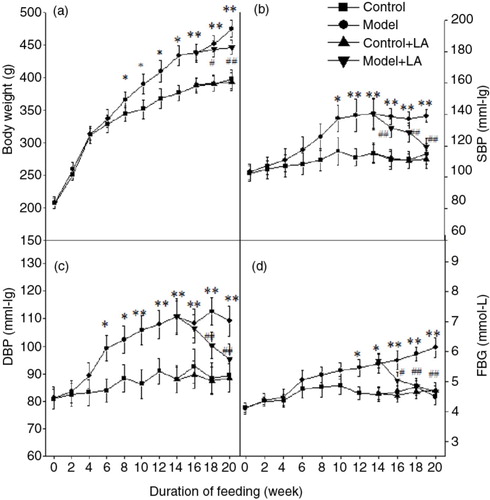 Fig. 1 L-Arabinose administration prevented obesity, lowered SBP, DBP, and FBG in rats induced by high-carbohydrate, high-fat (HCHF) diet. All values are mean±SD. *p<0.05, **p<0.01 vs. Control; # p<0.05, ## p<0.01 vs. Model.