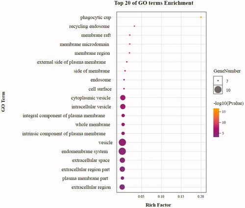 Figure 10. The top 20 GO enrichments in CC. The vertical axis represents the GO term name, the horizontal axis represents the rich factor, the size of the dot indicates the number of genes expressed in the GO term, and the color of the dot corresponds to the different p-value range.