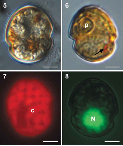 Figs 5–8. Light micrographs of cells of Caladoa arcachonensis strain TIO278 from France. Fig. 5. Ventral view showing a rounded epitheca and hypotheca with a post-equatorial cingulum. Fig. 6. Lateral view showing a ring-like pyrenoid (p) and a red eyespot (arrow). Fig.7. Epifluorescence image of a cell in ventral view showing the single reticulate chloroplast (c) in the periphery of the cell. Fig. 8. Epifluorescence image of a SYBR Green-stained cell showing a spherical nucleus (N). Scale bars = 5 μm.