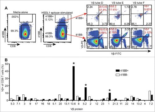 Figure 5. Vβ spectratyping of expanded TIL from first recurrence ascites. CD8+ TAL were stimulated with the HSDL1L25V peptide epitope or media alone and stained with antibodies to CD8, 4-1BB and each of 8 tubes of the Vβ spectratyping kit. A. HSDL1L25V epitope stimulated CD8+ TAL were gated as 4-1BB+ and 4-1BB−, and the Vβ spectratype plots of 4-1BB+ and 4-1BB− TAL are shown. The Vβ of HSDL1L25V-reactive T cells found in peripheral blood are highlighted in red. B. Bars represent the percentage of all 4-1BB+ (black) or 4-1BB− (white) T cells expressing each Vβ protein. Asterisks show the Vβ of HSDL1L25V-specific T cell lines isolated from peripheral blood.