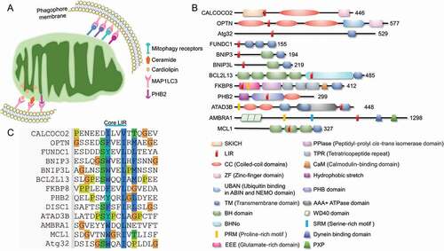 Figure 2. Major receptors mediated mitophagy. (A) Mitophagy receptors are mainly localized on mitochondrial outer membrane. The mitochondrial inner membrane resident cardiolipin could transfer to the outer membrane and bind to MAP1LC3 directly, while the rupture of outer membrane leads to the exposure of PHB2, leading to the PHB2-MAP1LC3 interaction to promote the PINK1-PRKN-mediated mitophagy. (B) Domain architectures of major protein mitophagy receptors. (C) Protein mitophagy receptors harbor LIR regions and directly bind to MAP1LC3 and homologs to initiate mitophagy.