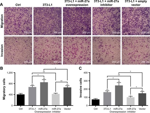 Figure 2 Secretory miR-27a promotes migration and invasion of HCC cells in vitro.