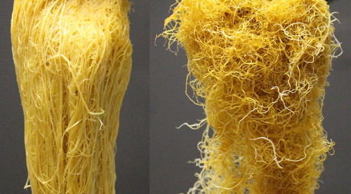 Figure 6. Comparison of positive control roots (left) and reduced N treatment roots (right).