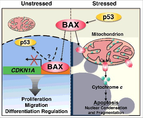 Figure 1. BAX functions in the nucleus. In unstressed conditions BAX functions in the nucleus to regulate gene expression programs linked to proliferation, migration and differentiation. BAX interacts with the CDKN1A promoter where it could compete with p53. When cells are stressed, p53 activates BAX, which forms pores in the mitochondrial outer membrane to release cytochrome c and initiate apoptosis.