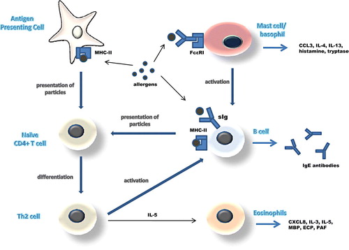 Figure 1.  The three main pathways of antigen presentation and the effector mechanisms induced during the allergic reaction.