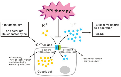 Figure 1 Gastric proton pump H+/K+ ATPase and its functions. The gastric H+/K+ ATPase mediates the transport of K+ ions in the extracellular fluid into the cell, while intracellular H+ ions are simultaneously pumped out of the cell against a high concentration gradient to complete ion transport and gastric acid secretion. H+/K+ ATPase activity is stimulated by inflammatory and other factors by the bacterium Helicobacter pylori, leading to excessive gastric acid secretion and GERD. This is the mechanism targeted by PPI therapy. H+/K+ ATPases contain the α-subunit and β-subunit. The α-subunit is made up of 1035 amino acids. ATP-binding, acyl-phosphorylation, inhibitor-binding, and ion-recognition sites are included in the α-subunit. The 290-amino-acid β-subunit is responsible for enzyme assembly and plays a role in enzyme activity.