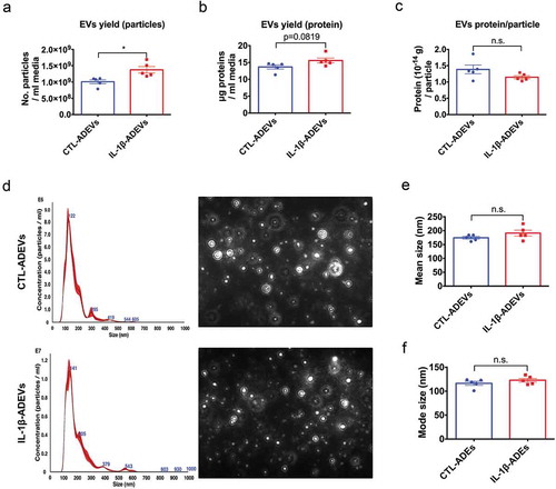 Figure 2. Isolation and characterization of extracellular vesicles from control astrocytes and IL-1β-treated astrocytes. (a) The yield of IL-1β-ADEVs, expressed as the number of isolated particles per mL media, was significantly higher than that of CTL-ADEVs (n = 5). (b) The nanogram protein of EVs per mL media (c) and the amount of protein per particle was not significantly different between the two groups (n = 5). (d) Representation of size distribution of CTL- and IL-1β-ADEVs by nanoparticle tracking analysis (n = 5). Data are expressed as mean ± SEM. n.s., no significance; *p < 0.05 compared to control group as determined by student’s t-test using Graphpad prism 6.