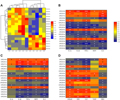 Figure 9 Correlation analysis of cytokines and oxidation indices with significantly changed LPC. (A) Heat map from cluster analysis of dramatically modified LPC (in positive ion mode). Each column in the picture corresponds to a sample, and each row to a distinct LPC. Between LPS+LYC and LPS, there were appreciable differences in the amounts of several LPC types. Heat map of the correlation analysis between the significantly changed PC and the serum cytokines (B), and the epididymal cytokines (C), and the epididymal oxidation index (D). The color indicates correlation level, red indicates positive correlation, and blue indicates negative correlation. *Represents Significant Mark, *P<0.05, **P<0.01, ***P<0.001.