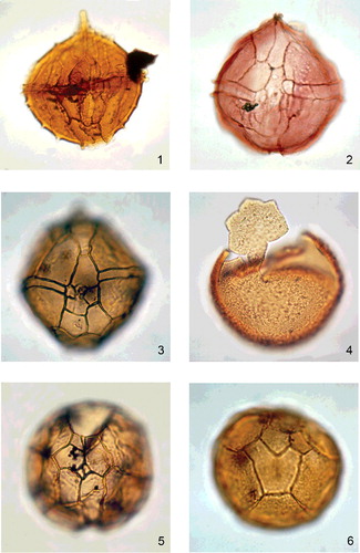 Plate 14. Six of the 35-mm transparency slides included in the ringbound file of course materials that Bill Evitt provided to participants of the two-week Teaching Conferences on Fossil Dinoflagellates (section 10). These slides accompanied the practical exercises and the specimens for study. These four specimens are all acavate, gonyaulacacean and proximate. All of the images are reproduced with the approval of the Evitt family.Figure 1. Cribroperidinium orthoceras; ventral view, high focus; Lower Cretaceous (Barremian), The Netherlands. This was slide 19. Note the solid apical horn, the relatively thick, smooth autophragm with scattered tubercles and the prominent intratabular ridges/sutures. Cribroperidinium orthoceras was first described from the Lower Cretaceous (Upper Aptian) of northern Germany by Eisenack (Citation1958). It is similar in morphology to Cribroperidinium? edwardsii, and Davey & Verdier (Citation1971, p. 17), Stover & Evitt (Citation1978, p. 150) and Lentin & Williams (Citation1981, p. 60) deemed these species to be synonyms. However, Below (Citation1981, p. 39), Helenes (Citation1984) and Lentin & Williams (Citation1985, p. 79) maintained both taxa as separate entities. The justification for the latter action is the presence of intratabular spines or tubercles in Cribroperidinium orthoceras which are visible on this specimen. The specimen figured here exhibits relatively sparse intratabular tubercles and small sutural spines. These are both slightly more prominent on the hypocyst than the epicyst. This species has a range of latest Jurassic (Tithonian) to Late Cretaceous (Santonian), according to Helenes (Citation1984, fig. 3). The overall length of this specimen is 115 μm, and it is 105 μm in maximum width.Figure 2. Cribroperidinium sp.; ventral view, high focus; Muddy Formation, Lower Cretaceous (Albian), Wyoming. This was slide 7. Cribroperidinium is a highly diverse and morphologically variable genus with many unpublished morphotypes (Davey Citation1982; Helenes Citation1984). This is a form which is subspherical in dorsoventral view and lacks prominent intratabular ridges/sutures; it is most similar to species such as Cribroperidinium giuseppei. Note also the short apical protuberance, the smooth, sporadically perforate autophragm and the well-defined tabulation indicated by the low, distally smooth sutural crests. The tabulation clearly indicates that this is a sexiform gonyaulacacean morphotype with L-type ventral organisation. The overall length of this specimen is 66 μm, and it is 64 μm in maximum width.Figures 3, 5, 6. Leptodinium mirabile; Naknek Formation, Upper Jurassic, Amber Bay, southwest Alaska (Albert Citation1988; 1990). Ventral view (figure 3), apical view (figure 5) and antapical view (figure 6), all in high focus. These were slides 4 to 6. Note the acavate, proximate cyst organisation, the smooth autophragm, the subpentagonal dorsoventral outline, the low, smooth sutural crests and the single-plate precingular archaeopyle. Leptodinium mirabile is an excellent example of a sexiform gonyaulacean species with L-type ventral organisation (Evitt Citation1985). It is one of the rare examples of a species which exhibits a complete ventral tabulation pattern. Sutures clearly demarcate the five plates in the sulcus (i.e. as, ras, rs, ls and ps), the flagellar scar and the first postcingular plate (1'''). It has two preapical plates and two anterior intercalary plates; hence, the tabulation formula is 2pr, 4', 2a, 6'', 6c, 6''', 1p, 1'''', 5s. The sample from the Naknek Formation of Alaska is especially rich in Leptodinium mirabile, and Gonyaulacysta dualis is also present in lower proportions. Leptodinium mirabile was originally described from the Middle Oxfordian of southwest Germany by Klement (Citation1960), and restudied by Sarjeant (Citation1984b). It is a reliable marker for the Late Jurassic (Middle Oxfordian to Kimmeridgian) of Germany (Brenner Citation1988; Feist-Burkhardt & Wille Citation1992), but is rarely encountered in significant numbers in Europe. The superabundant material from the Naknek Formation of Alaska is, by comparison with lower latitudes, highly unusual, and indicates that Leptodinium mirabile was an Arctic/Boreal form, which was suggested independently by Riding & Hubbard (Citation1999, p. 26). Its association here with the definite Arctic species Gonyaulacysta dualis is additional evidence of this (Brideaux & Fisher Citation1976). Figure 3 is 105 μm long and 90 μm wide. Figure 5 is 95 μm in overall diameter. Figure 6 is 80 μm in dorsoventral width, and 70 μm in lateral width. The Alaskan material appears to be somewhat larger than the type material. For example, the holotype from Germany is 81 μm long, and 70 μm wide (Klement Citation1960, p. 50; Sarjeant Citation1984b, p. 165).Figure 4. Kallosphaeridium sp. cf. K. capulatum; ventral view, high focus; Aquia Formation, Paleocene, Virginia. This was illustrated as Kallosphaeridium sp. in the course manual, and was slide 15. Note the acavate cyst organisation, the relatively thick, scabrate autophragm, the subcircular outline and the apical archaeopyle with an attached operculum. The prominent angulation at the dorsal side of the attached operculum clearly indicates the presence of a relatively large anterior intercalary (1a) plate (Jan du Chêne et al. Citation1985, figs 1–7). This 1a plate is diagnostic of this genus. The operculum is attached ventrally at the as/1' plate boundary, and comprises all four apical plates plus the 1a plate. The only indications of tabulation are the archaeopyle sutures. The equatorial width of this specimen is 72 μm.