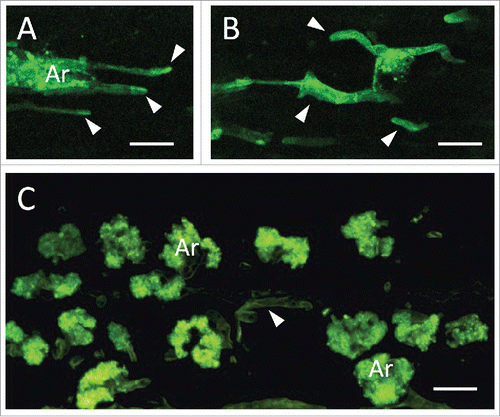 Figure 2. Altered arbuscular mycorrhizal colonization in MtRbohE RNAi-silenced lines of Medicago truncatula. MtRbohE-silenced plants generated an abnormal colonization pattern (A, B), with fewer arbuscules (Ar) and more frequent intercellular hyphae (arrowheads), compared to wild type roots (C). Confocal images of WGA-FITC stained fungal structures in root longitudinal sections. Bars = 20µm.