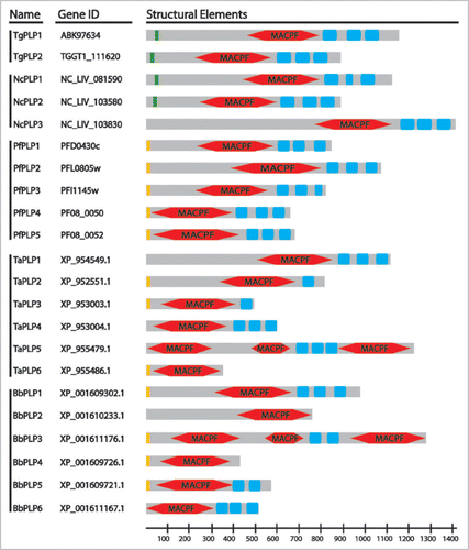 Figure 1 ApiPLP Domain Architecture. Indicated are predicted signal peptides (orange) or signal anchors (green), MACPF domains (red) and APC-β domains (blue). TaPLP5 is predicted as three separate genes in T. parva. No gene predictions are available for Eimeria but the Eimeria tenella genome contains two PLPs with APC-β domains. P. berghei and P. chabaudi genomes each have six predicted PPLPs but in both cases two of these predictions represent the same gene.