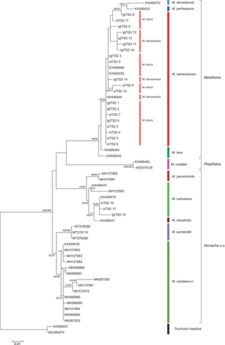 Figure 24. Maximum Likelihood (ML) tree of ITS2 common sequences obtained from specimens of Monacha atacis and Monacha samsunensis compared with sequences obtained from GenBank for representatives of the other Monacha species. ITS2 sequences were cut to 564 positions in length. Numbers next to the branches indicate bootstrap support above 50% calculated for 1000 replicates from ML (left) and NJ (right) analysis (Felsenstein Citation1985). The tree was rooted with Trochulus hispidus ITS2 sequences KX495451 and MG585474 deposited in GenBank by Neiber and Hausdorf (Citation2017) and Caro et al. (Citation2019), respectively.