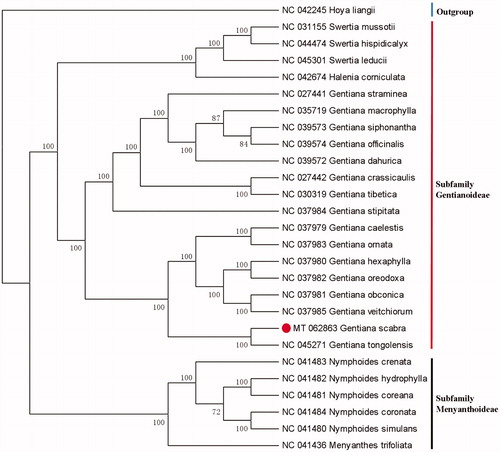 Figure 1. Phylogenetic relationship of 27 species based on the chloroplast genome sequences using Hoya liangii as outgroup.