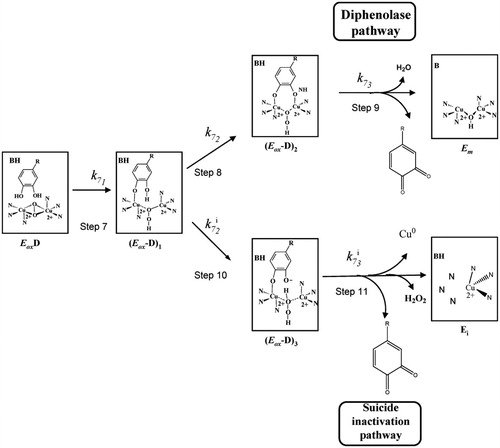 Figure 3 Detail of the structural mechanism proposed to explain the suicide inactivation of tyrosinase during its action on o‐diphenols. Em, met‐tyrosinase; Eox, oxy‐tyrosinase; EoxD, oxy‐tyrosinase/o‐diphenol complex; (Eox‐D)1, oxy‐tyrosinase/o‐diphenol complex axially bound to a Cu atom; (Eox‐D)2, oxy‐tyrosinase/o‐diphenol complex axially bound to the two Cu atoms; (Eox‐D)3, oxy‐tyrosinase/o‐diphenol complex axially bound to one Cu atom and the deprotonated hydroxyl group of C‐3; Ei, inactive form of tyrosinase. A general view of this scheme is shown in Ref Citation98.