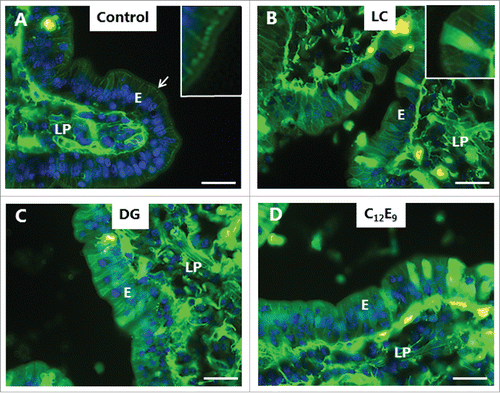 Figure 4. PE-induced permeabilization of enterocytes revealed by LY. Mucosal explants cultured for 1 h in the absence (A) or presence of 2 mM of LC (B), DG (C) or C12E9 (D), and in the presence of 0.5 mg/ml of the fluorescent polar tracer LY. All images shown were captured at identical settings of the microscope. A: A narrow line of punctate labeling of LY is seen just below the enterocyte brush border (arrow and enlarged insert), but diffuse cytoplasmic staining of the cytosol is weak or absent. LY is also seen in the paracellular space between enterocytes and, most strongly, in areas of the lamina propria. B-D: LC, DG, and C12E9 all caused a diffuse cytoplasmic staining of the enterocytes in a mosaic pattern, but subapical punctae were not detected. The images shown of each situation are representative of at least 5 images. Bars: 20 µm.