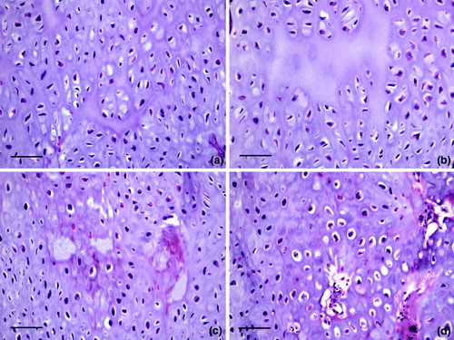 Figure 7.  Cartilage lesions in osteochondrosis. This series of images are higher magnification of areas * in Figure 6b. 7a: Chondrocytes are haphazardly arranged in a matrix with irregular, acellular areas of degeneration. Bar = 50 µm. HE. 7b: Larger areas of acellular matrix are in some regions of persisting cartilage. Bar = 50 µm. HE. 7c: Degeneration of cartilage is characterized by accumulation of eosinophilic material with loss of chondrocytes. Bar = 50 µm. HE. 7d: A focal area of chondrocyte necrosis. Bar = 50 µm. HE.