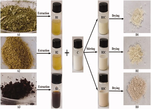 Figure 1. Schematic presentation of zinc oxide nanoparticles synthesis (A1) Olive leaves (Olea europaea) (A2) Chamomile flower (Matricaria chamomilla L.) (A3) Red tomato fruit (Lycopersicon esculentum M.) (B1) Filtered aqueous olive leaves (Olea europaea) (B2) Filtered aqueous chamomile flower (Matricaria chamomilla L.) (B3) Filtered aqueous red tomato fruit (Lycopersicon esculentum M.) (C) Zinc oxide solution (B1C) Synthesized ZnONPs by olive leaves (Olea europaea) (B2C) Synthesized ZnONPs by chamomile flower (Matricaria chamomilla L.) (B3C) Synthesized ZnONPs by red tomato fruit (Lycopersicon esculentum M.) (D1) Dried ZnONPs synthesized by olive leaves (Olea europaea) (D2) Dried ZnONPs synthesized by chamomile flower (Matricaria chamomilla L.) D3) Dried ZnONPs synthesized by red tomato fruit (Lycopersicon esculentum M.).