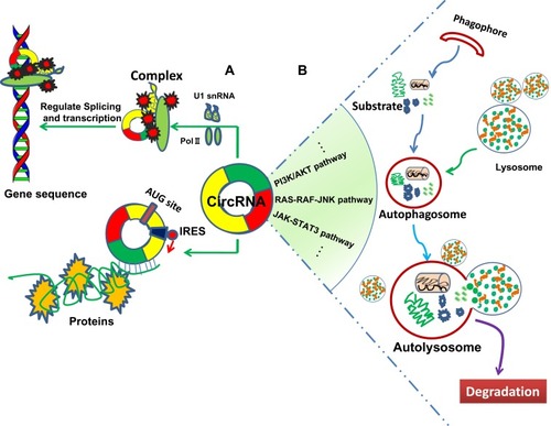 Figure 2 circRNAs involve in cancer progression by regulation of gene splicing, transcription, translation and cell autophagy. (A) circRNAs influence the progression of human cancers by regulating gene splicing, transcription and translation via interaction with U1 small nuclear RNA (snRNA), RNA polymerase II (Pol II), and alternative splicing regulator. Moreover, circRNA containing AUG sites and open reading frame (ORF) driven by the internal ribosome entry site (IRES) may translate into the functional protein. (B) circRNAs are associated with the tumor cell autophagy through regulating the autophagy-related signaling pathways.